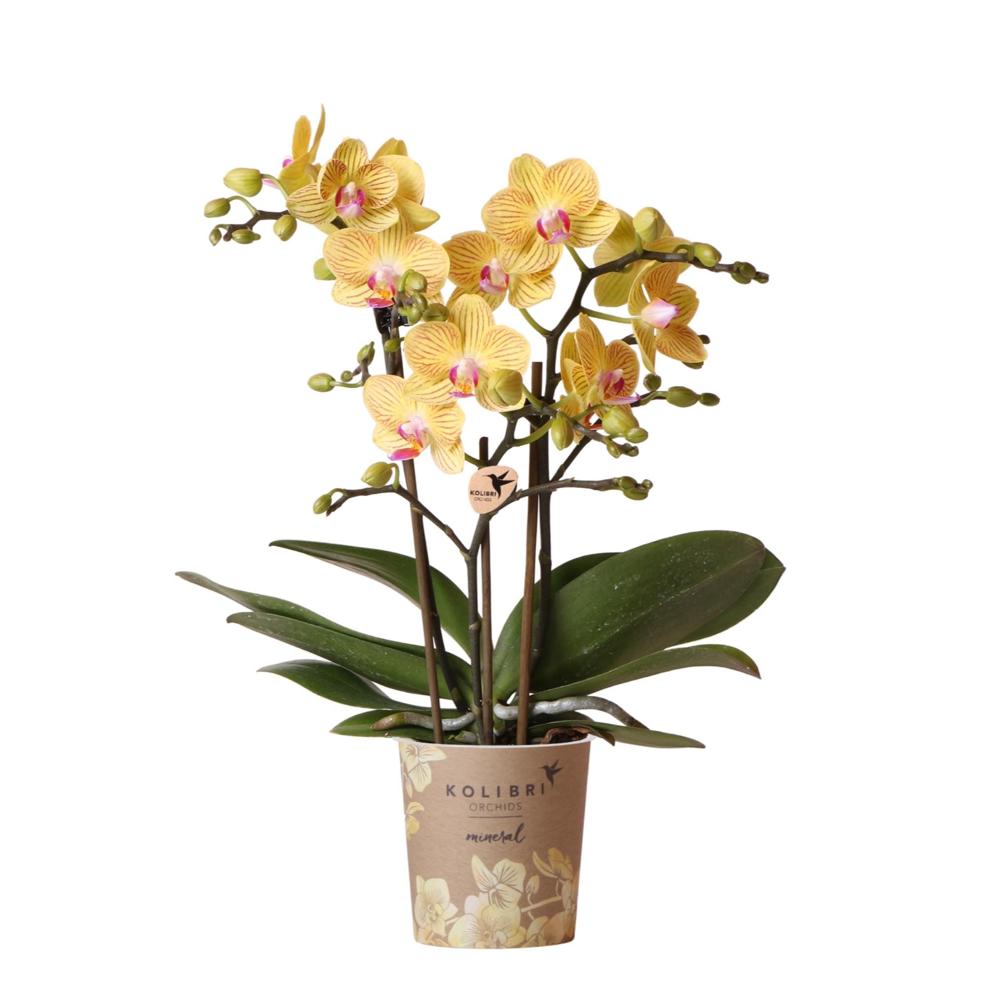 Gelbe Phalaenopsis Orchidee – Ø9cm Topfgröße | Blühende Zimmerpflanze