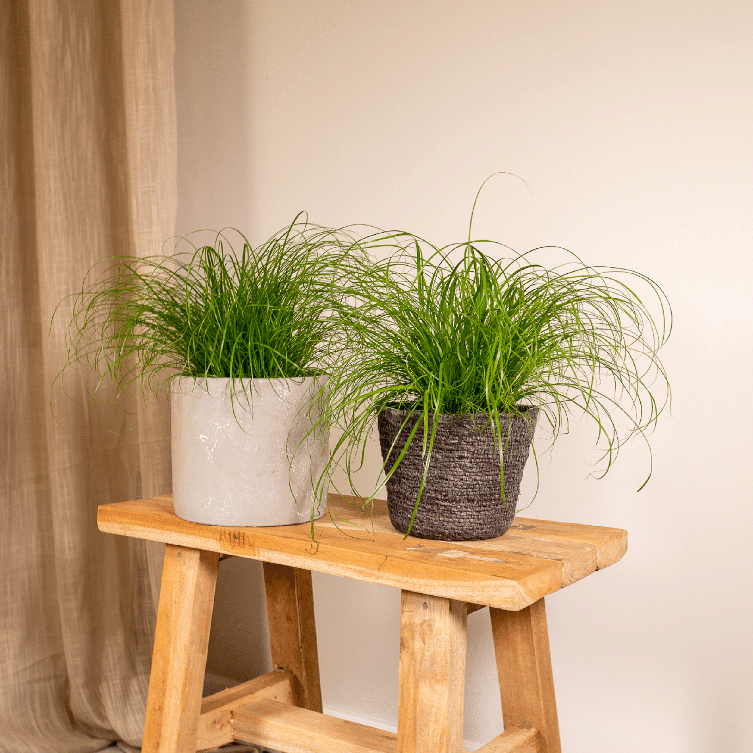 Cyperus Alternifolius Katzengras Zimmerpflanze