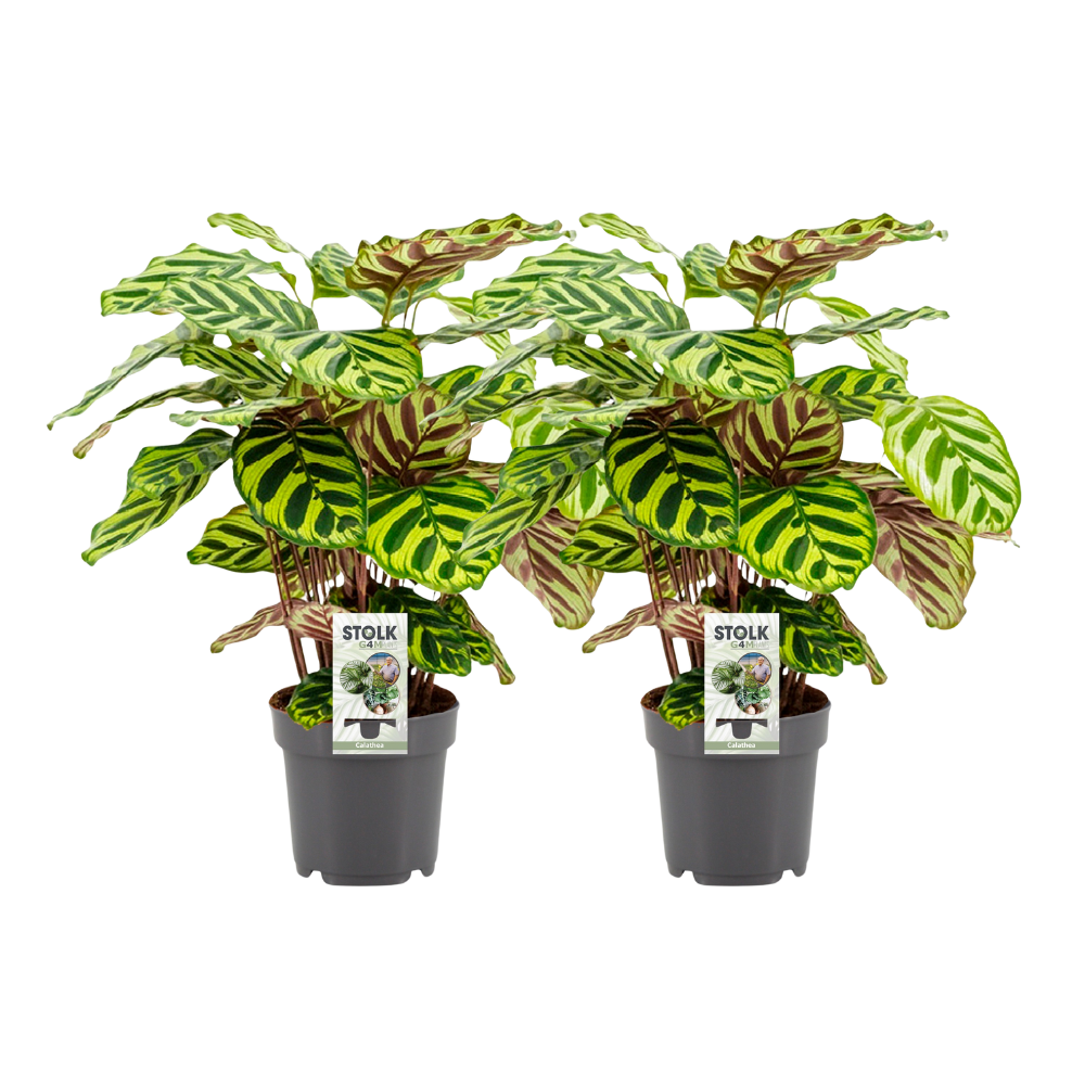 Calathea Makoyana | 2 Stück | Ø14cm Topf