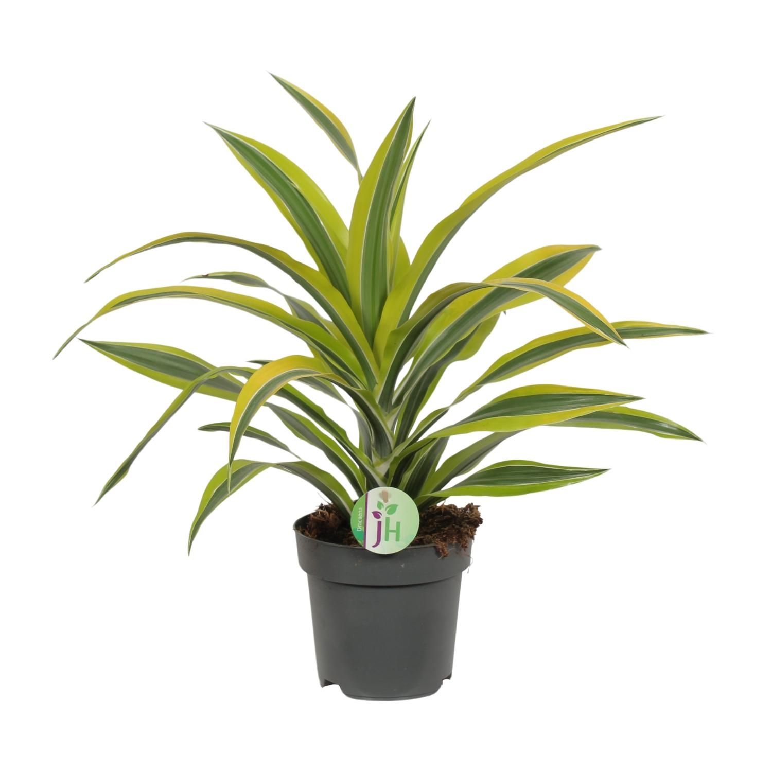 Dracaena Fragrans Lemon Lime Zimmerpflanze