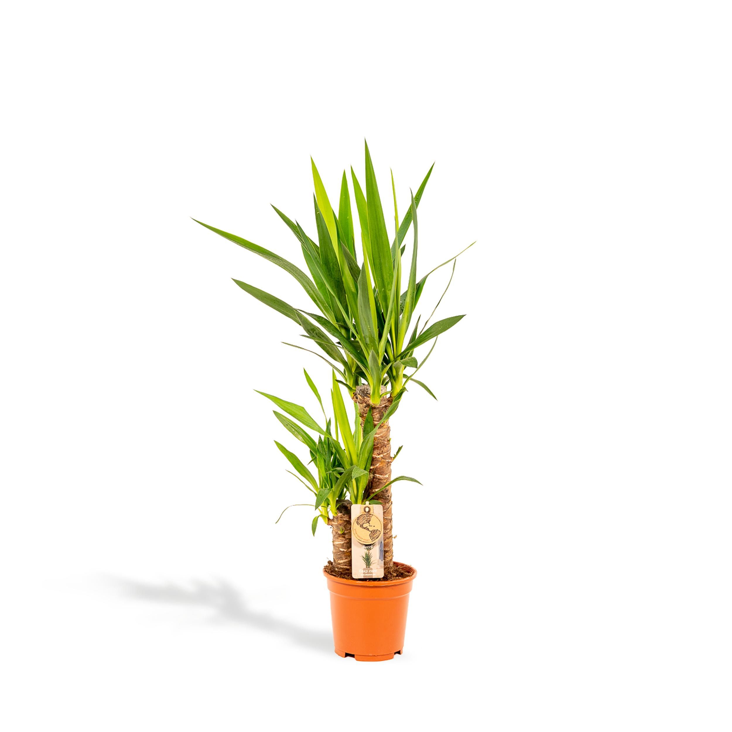 Yucca Palmlilie Zimmerpflanze – Robust & Pflegeleicht