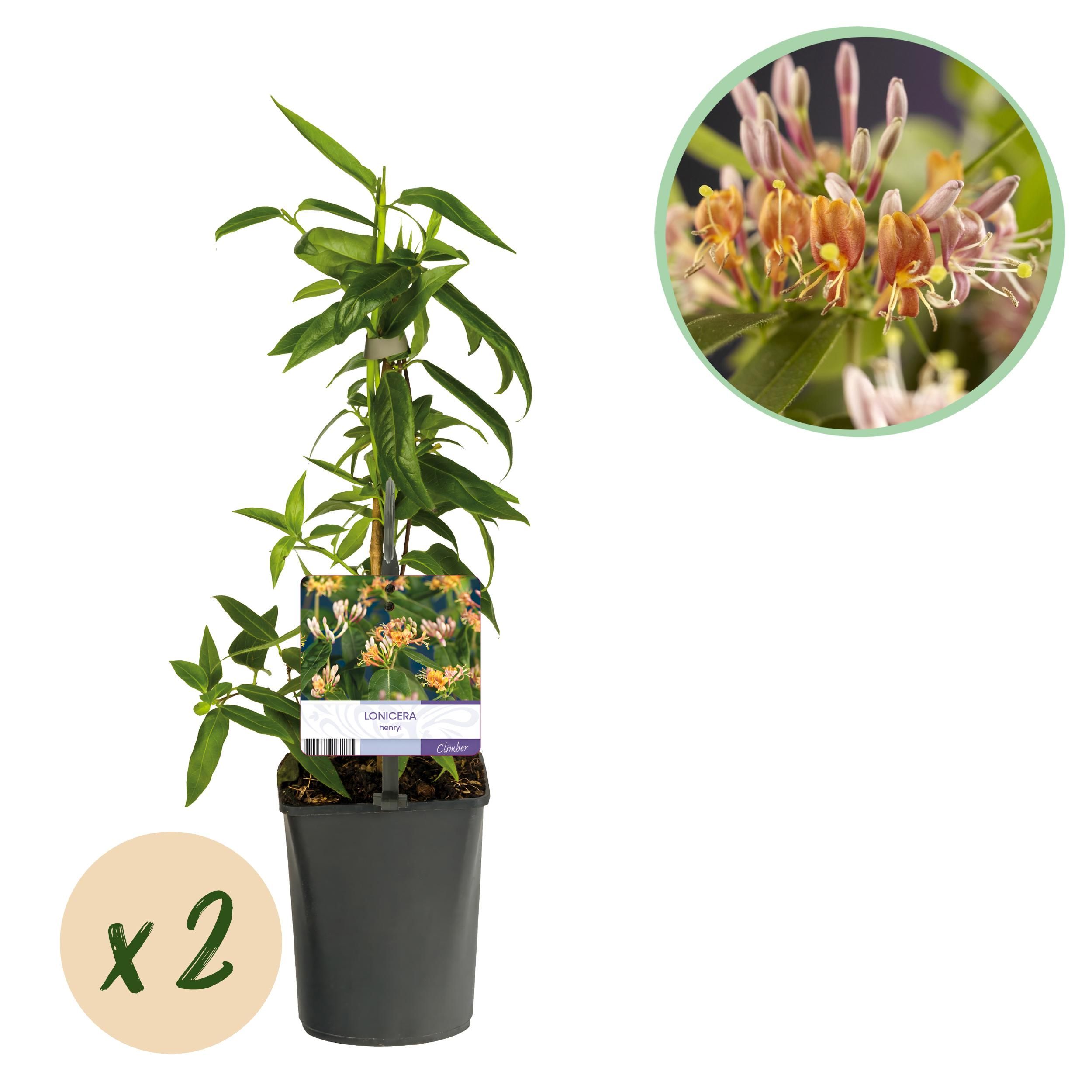 Geißblatt Lonicera henryi – Rosa Blüten – Wenig Pflege – 2 Pflanzen