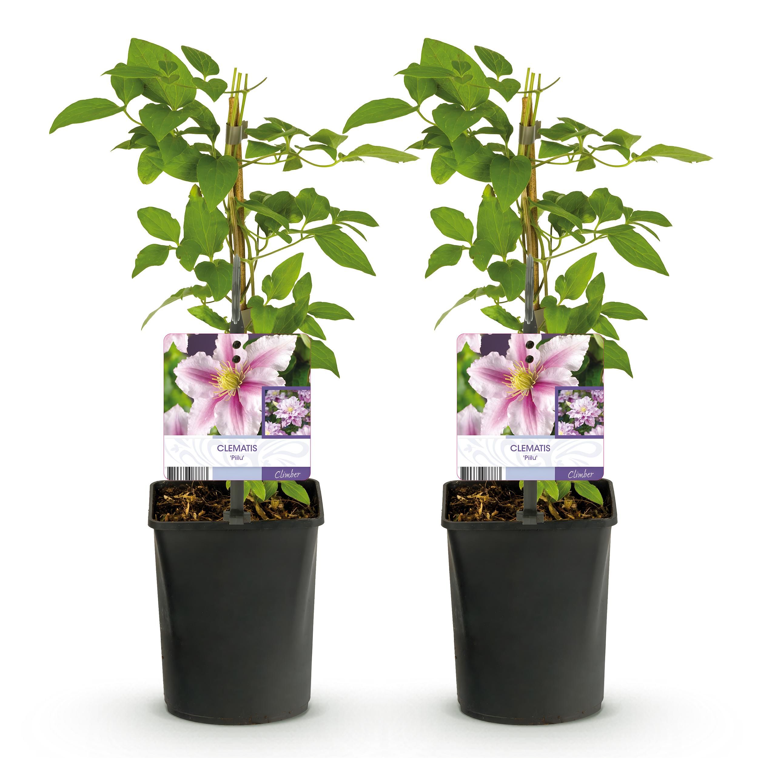 Clematis Piilu – Rosa Blüten | Wenig Pflege | 2 Pflanzen