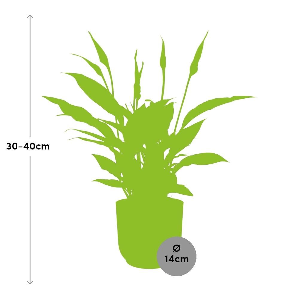 Friedenslilie Spathiphyllum Torelli in gelbem ELHO Vibes Fold Übertopf