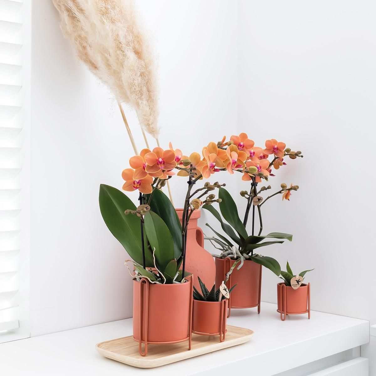Phalaenopsis Orchidee Bolzano in Leuchtendem Orange