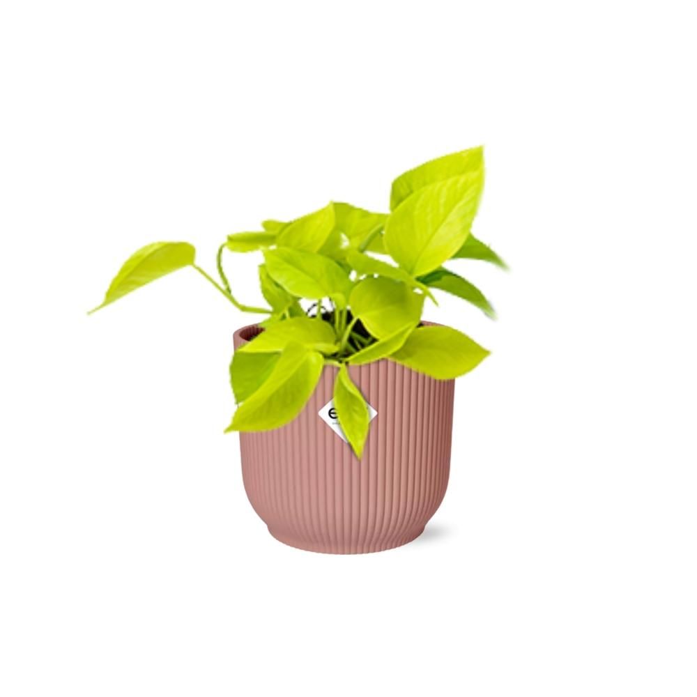 Goldener Efeutute Epipremnum Pinnatum in ELHO Vibes Fold Topf