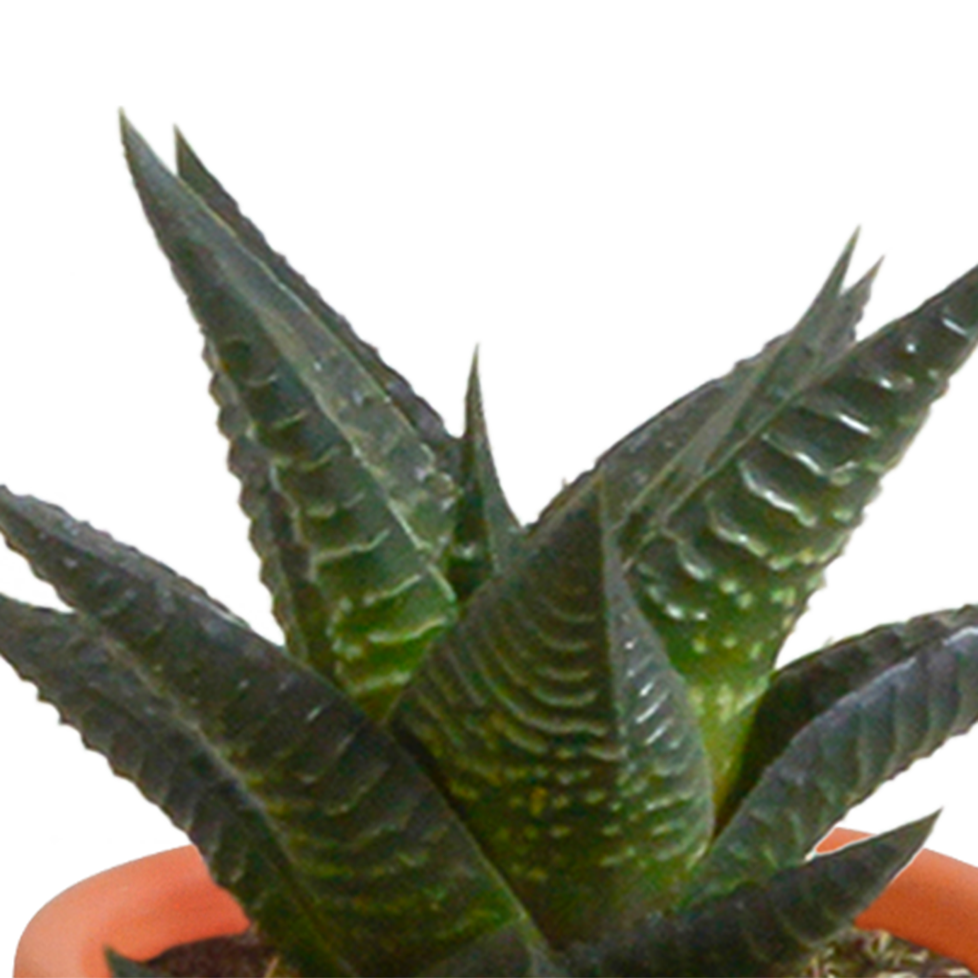 Bunte Cactus und Sukkulenten Mischung in Terrakotta