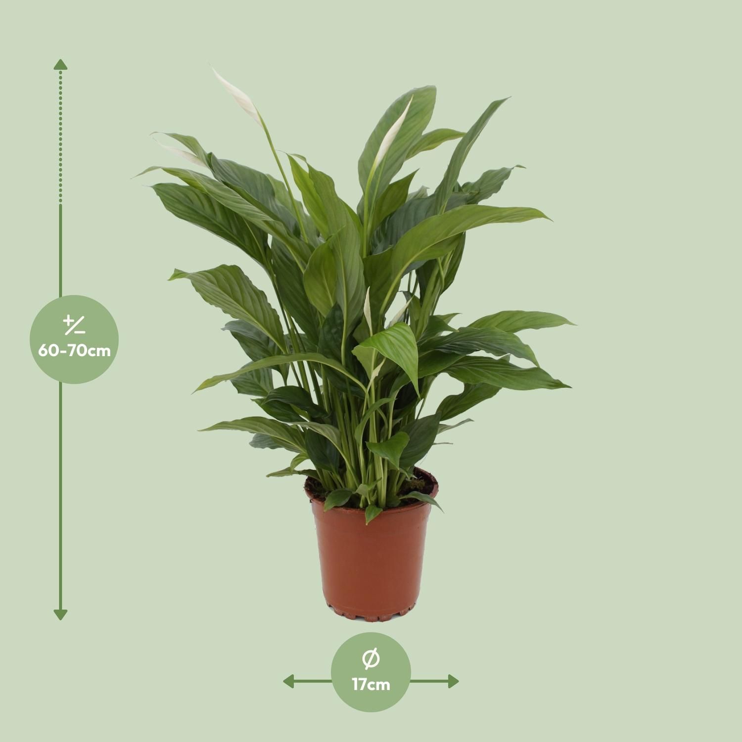 Spathiphyllum Torelli Friedenslilie Zimmerpflanze