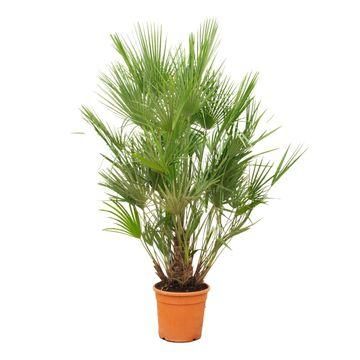 Chamaerops Humilis - Mediterrane Zwergpalme