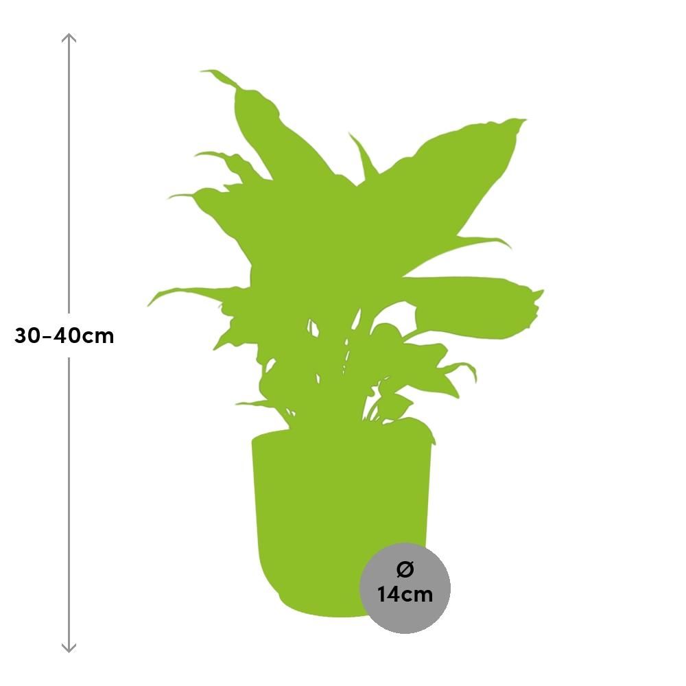 Dieffenbachia Camilla Zimmerpflanze im ELHO Vibes Fold Topf