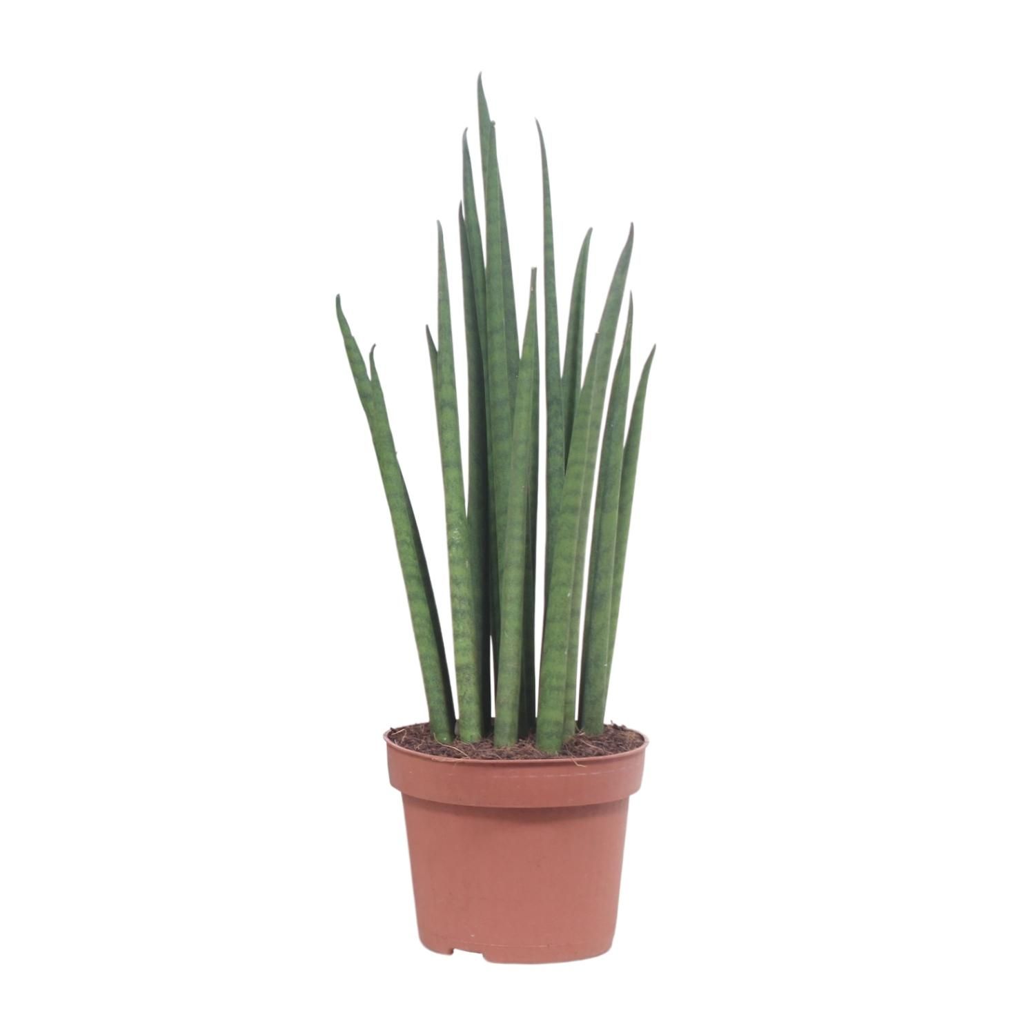 Sansevieria Mikado Zimmerpflanze