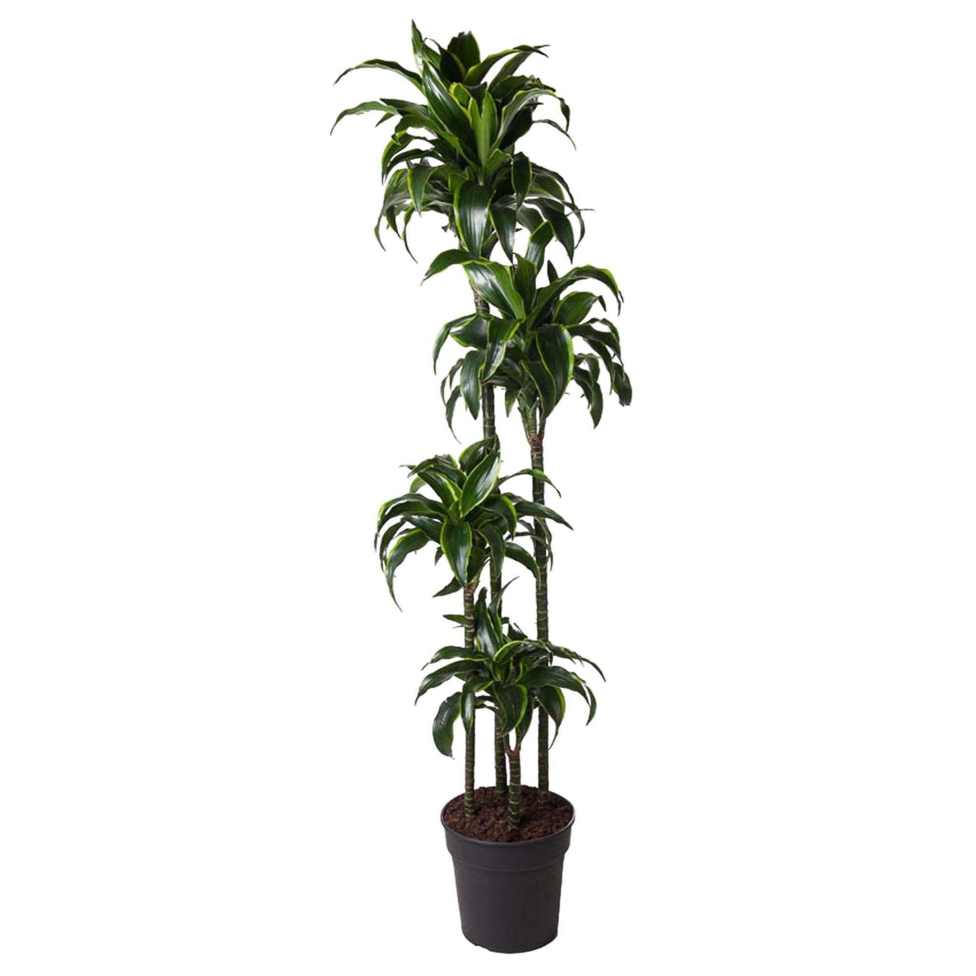 Dracaena Dorado - Luxuriöse Zimmerpflanze