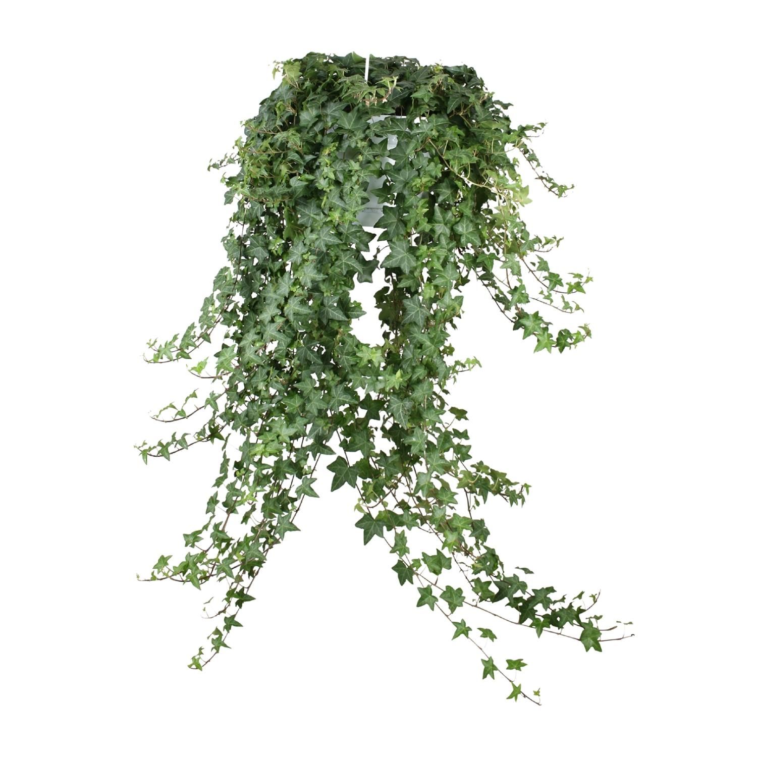 Hedera Helix 'Pittsburgh' XXL – Hängepflanze – Ø 24cm