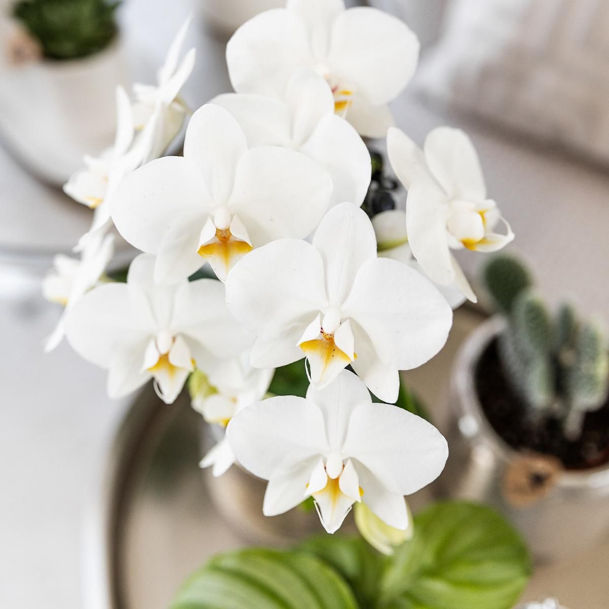 Phalaenopsis Orchidee Amabilis in silbernem Elite-Keramiktopf