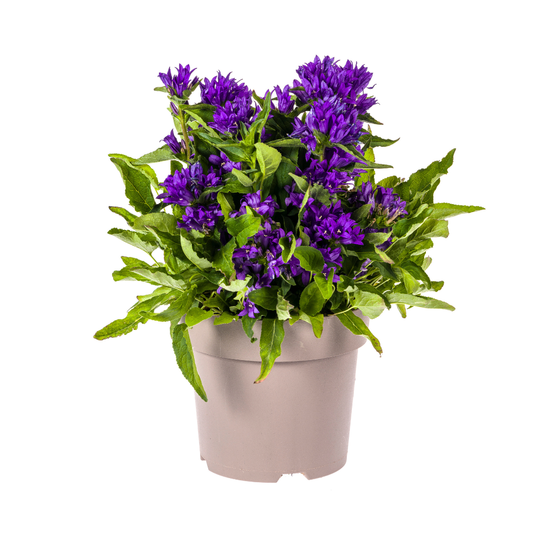 Campanula Glomerata Genti Blue | Ø19cm Topf | 30-40cm Hoch | Garten-Glockenblume