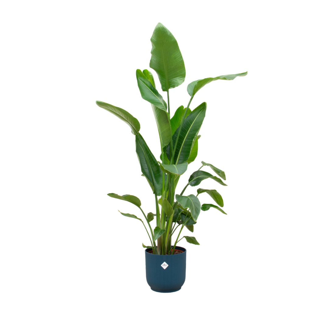Strelitzia Nicolai mit modernem blauen Übertopf