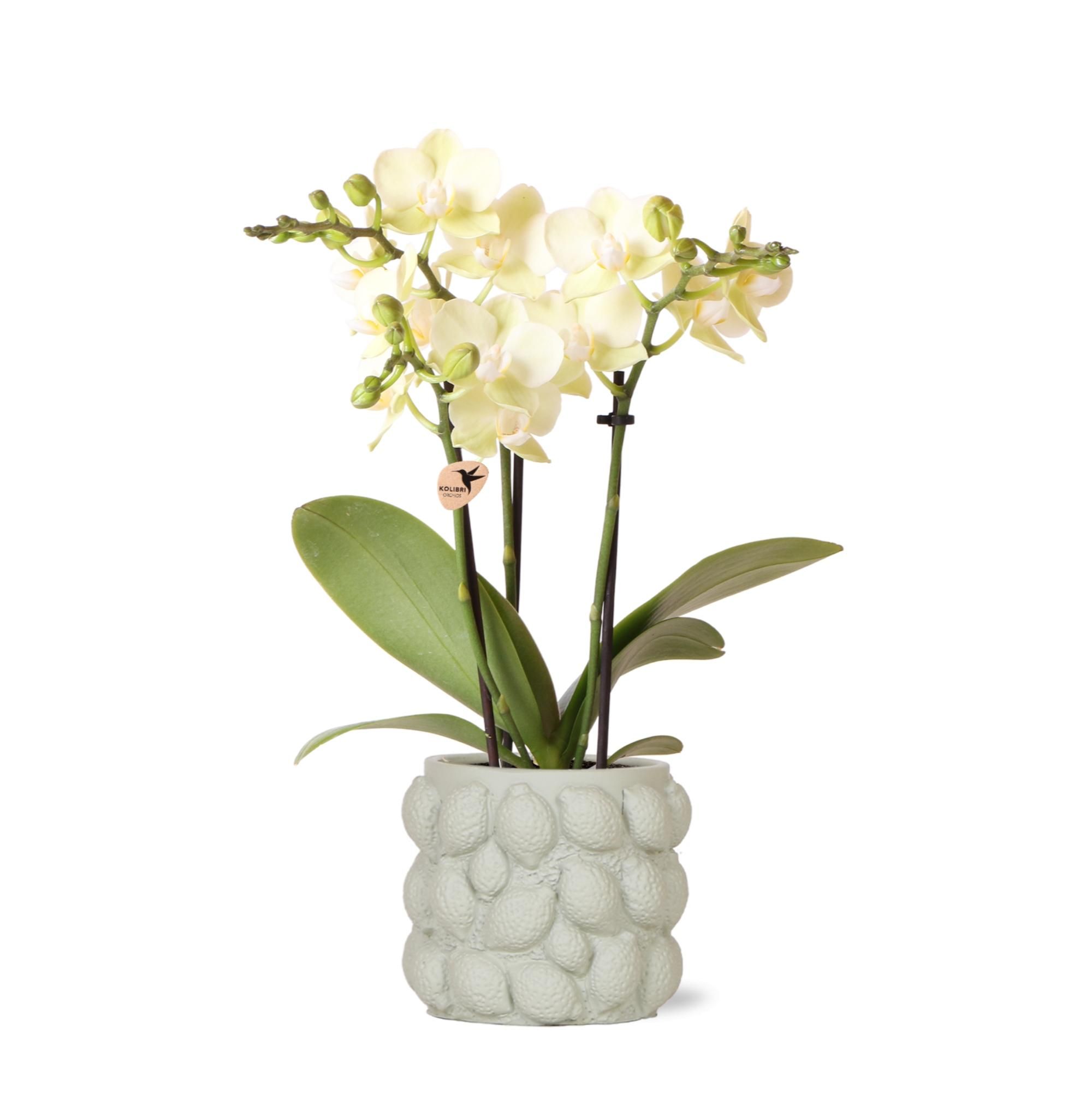 Gelbe Phalaenopsis Orchidee in Citrus Ziertopf