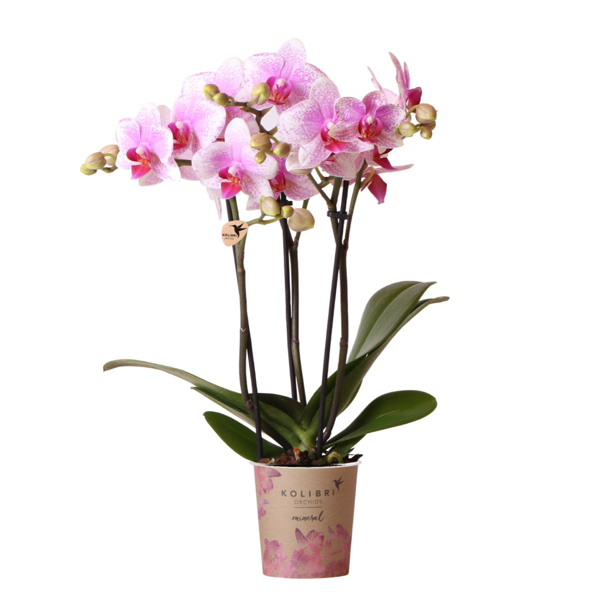 Phalaenopsis Orchidee Rosa Blühend