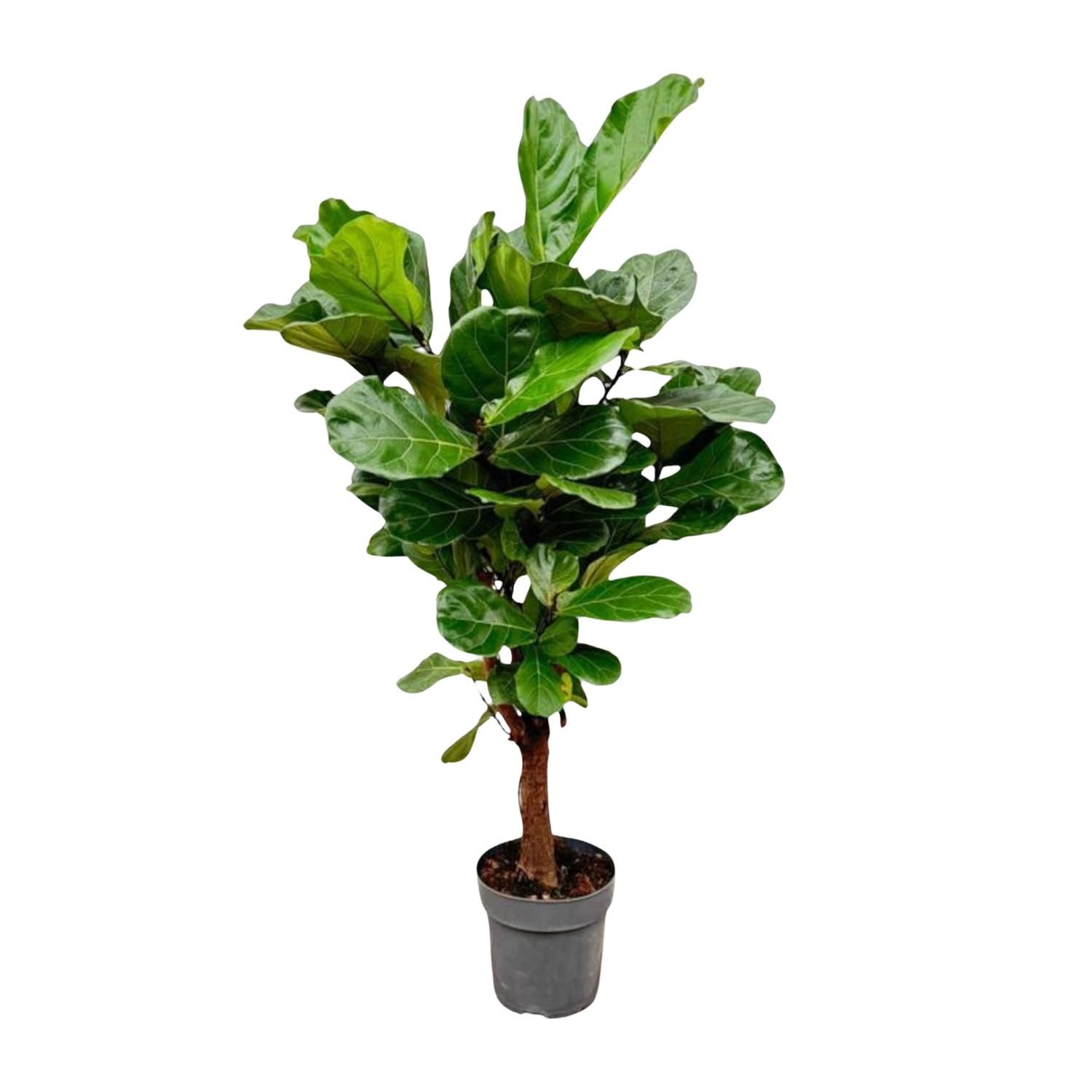 Ficus Lyrata Geigenfeige Zimmerpflanze