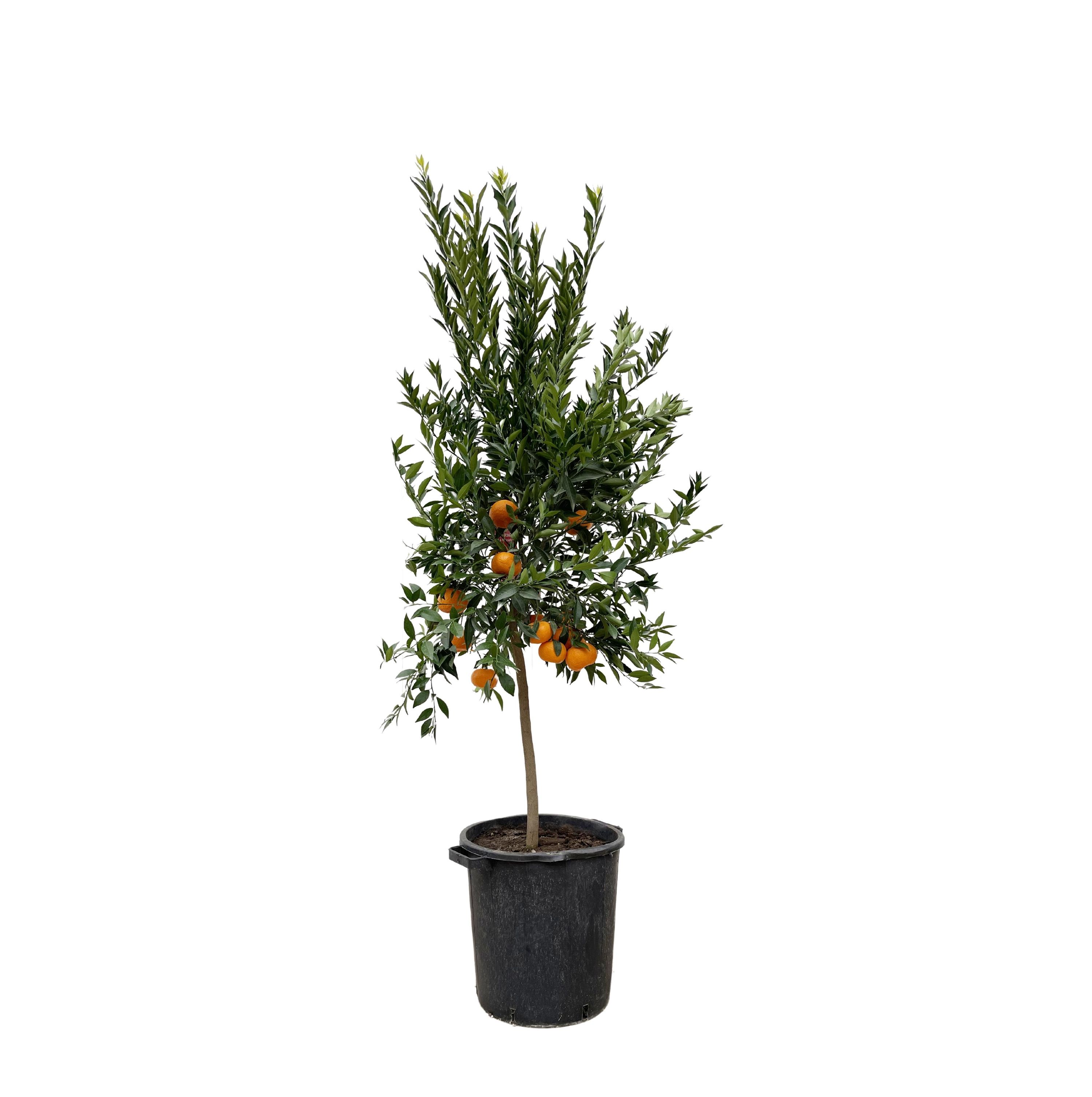 Citrus Calamondin Mandarino Baum