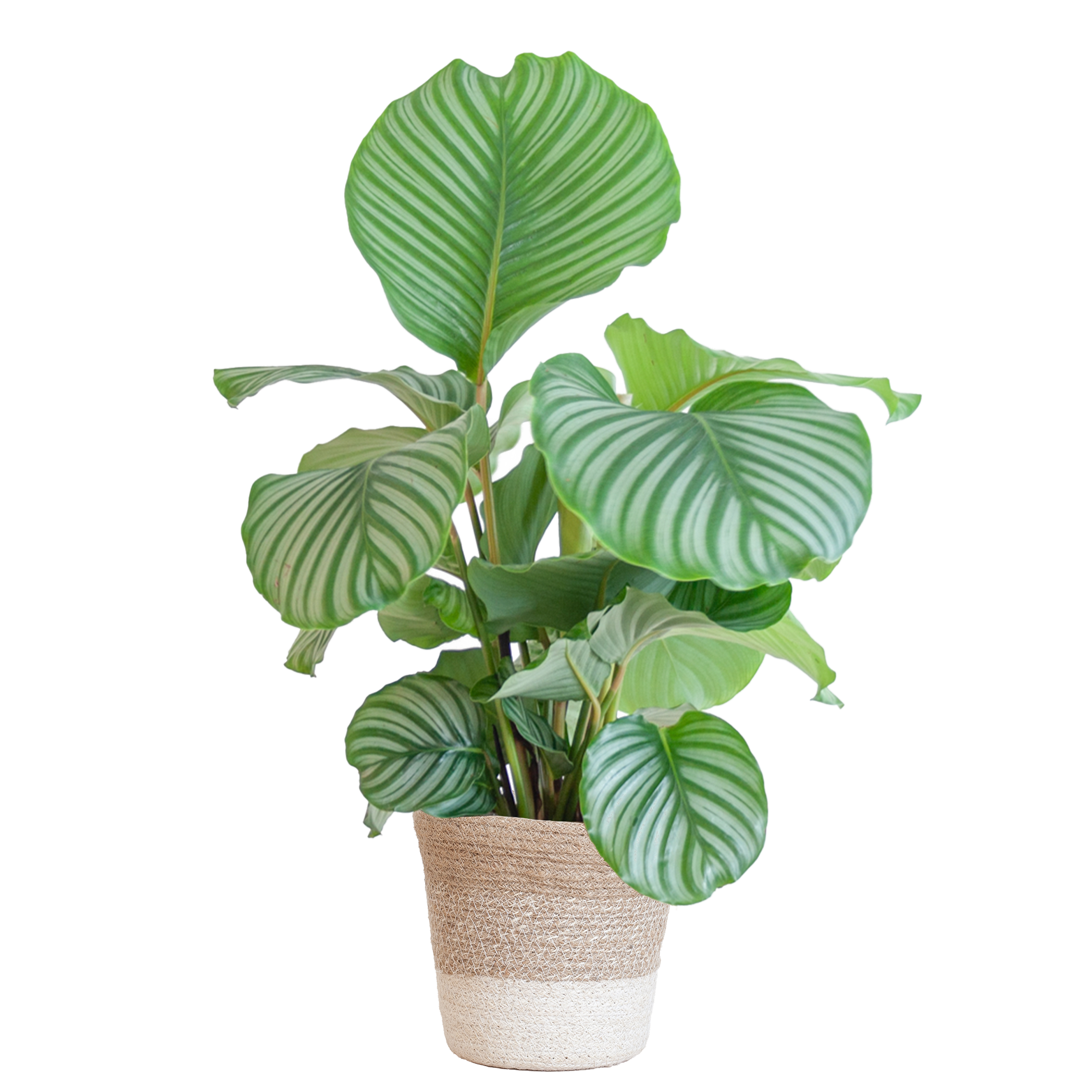 Calathea Orbifolia Zimmerpflanze mit Lissabon Korb