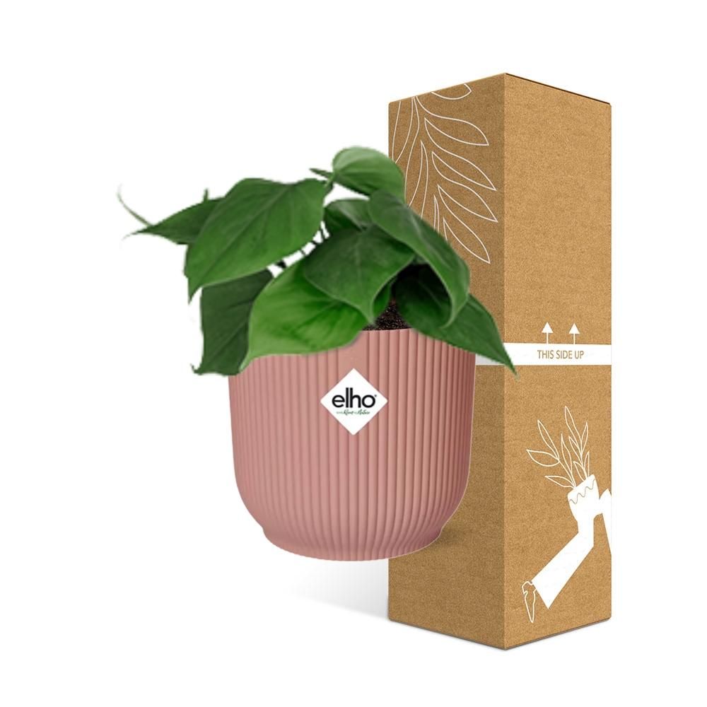 Philodendron Scandens - Elegante Zimmerpflanze mit Kletterranken