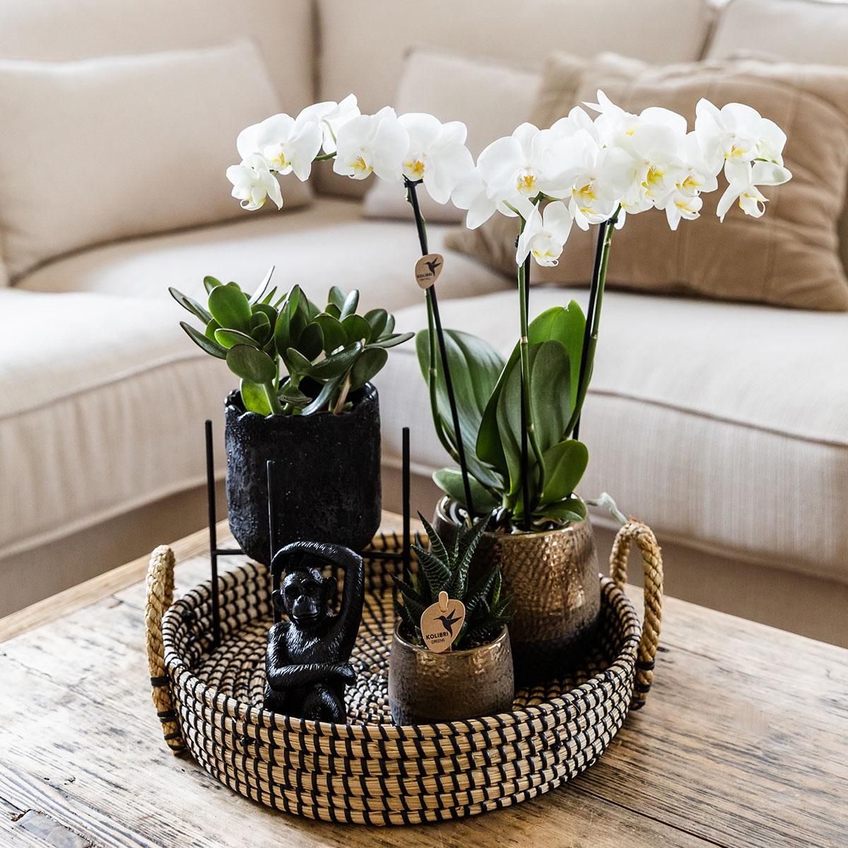 Phalaenopsis Orchidee Geschenkset Home Hub mit Grünpflanzen