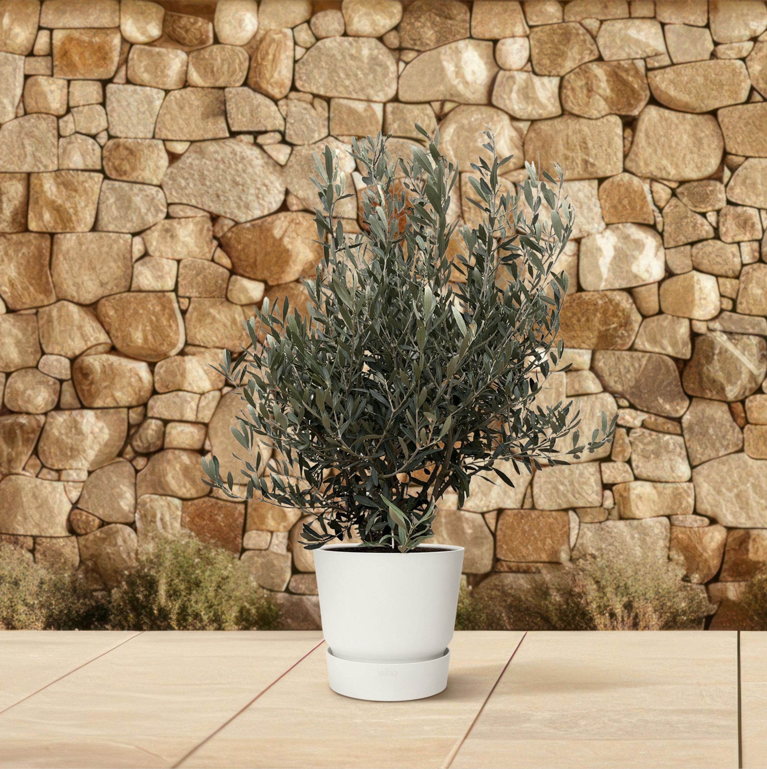 Olivenbaum Olea Europaea - kompakter Oleastrauch