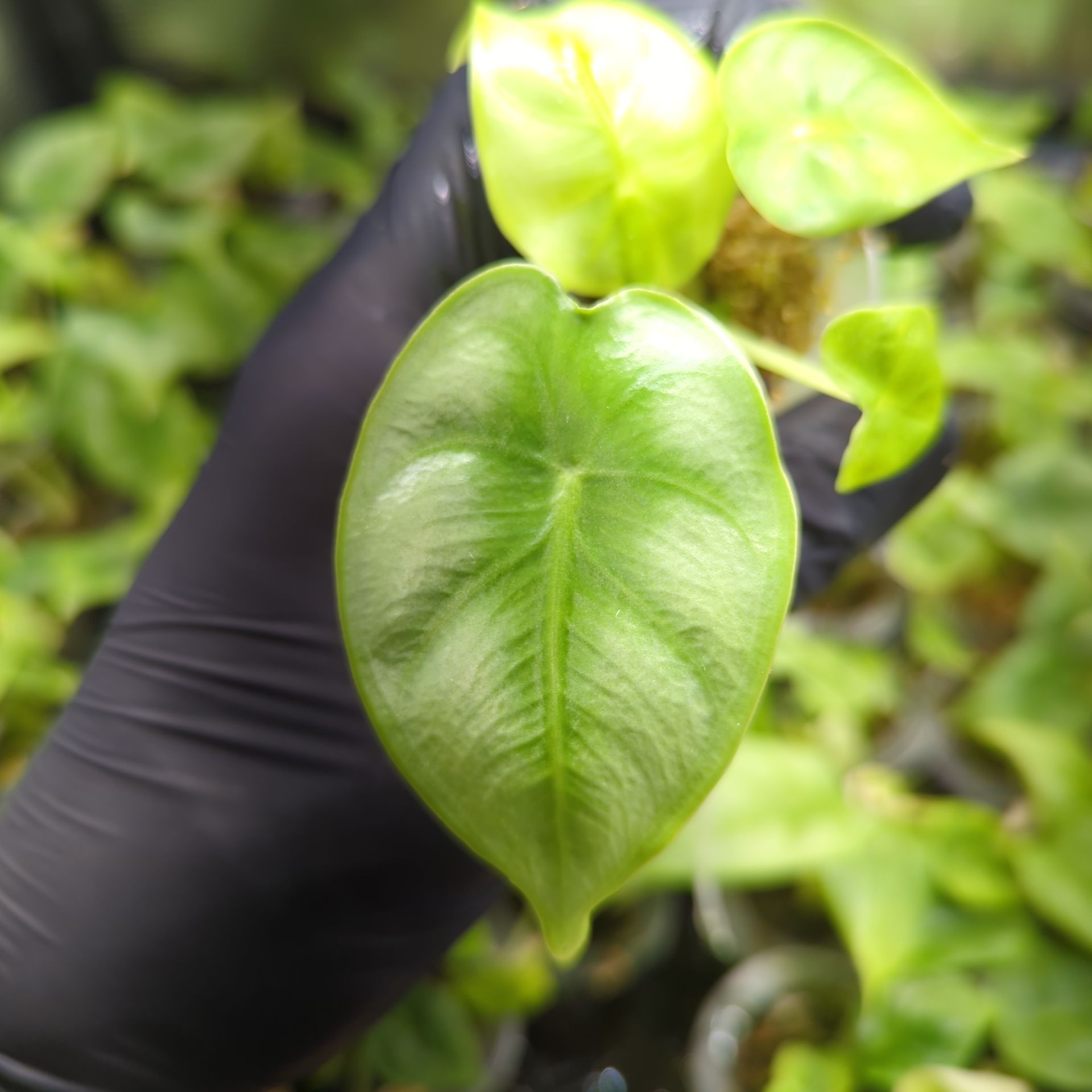 Alocasia Reversa + selbstbewässernder Übertopf