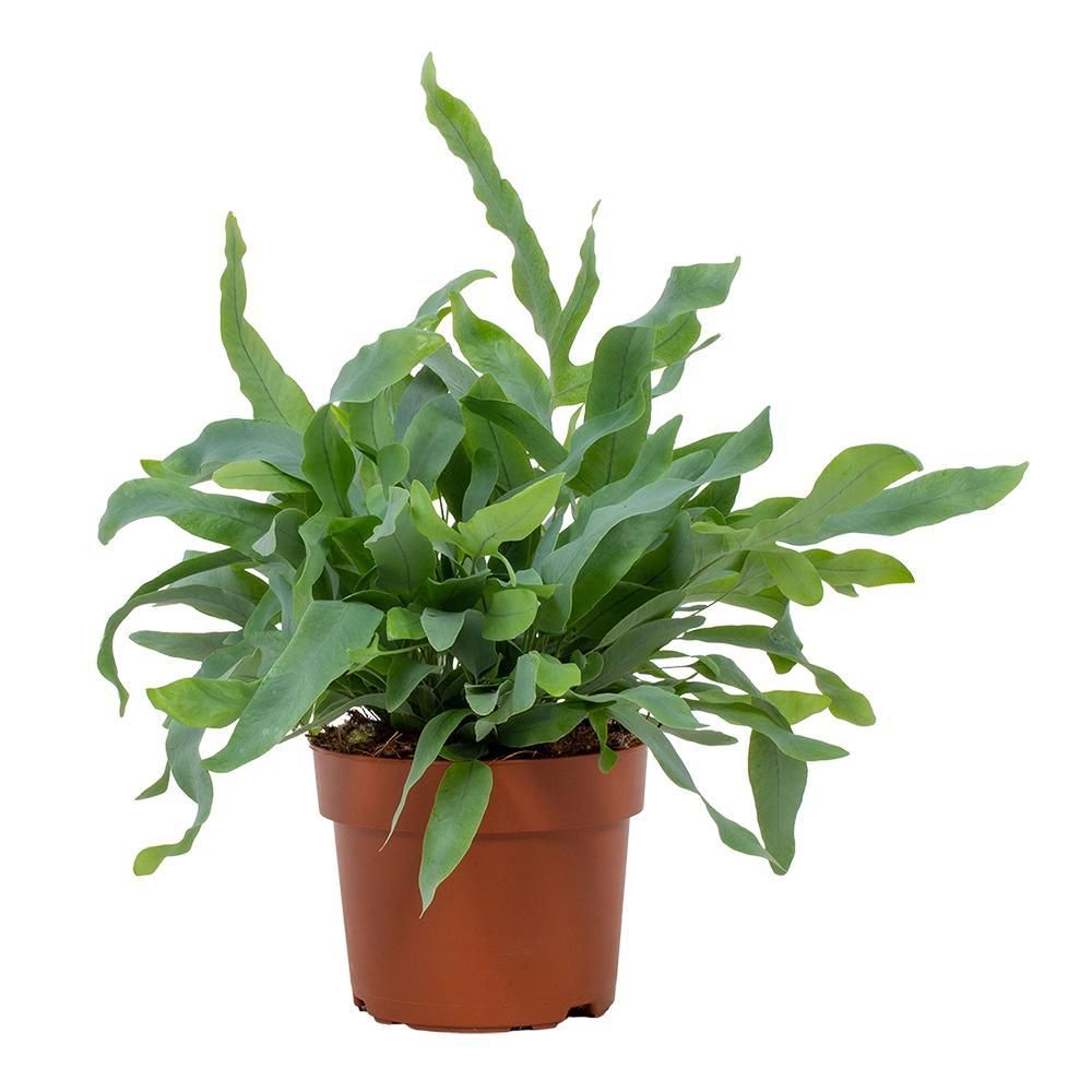 Phlebodium Blue Star Zimmerpflanze