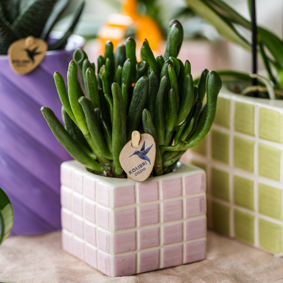 Crassula Hobbit Sukkulente grüne Zimmerpflanze