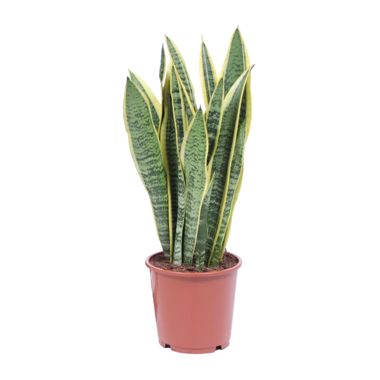 Sansevieria Laurentii - Elegante Zimmerpflanze mit luftreinigenden Blättern