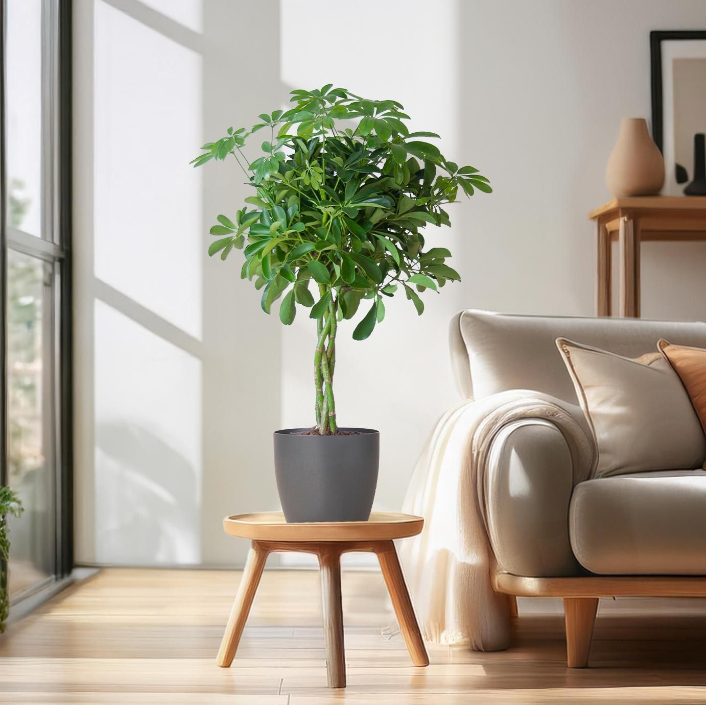 Schefflera Arab Nora – 70 cm – Grau – Ø21 – Robuste Zimmerpflanze