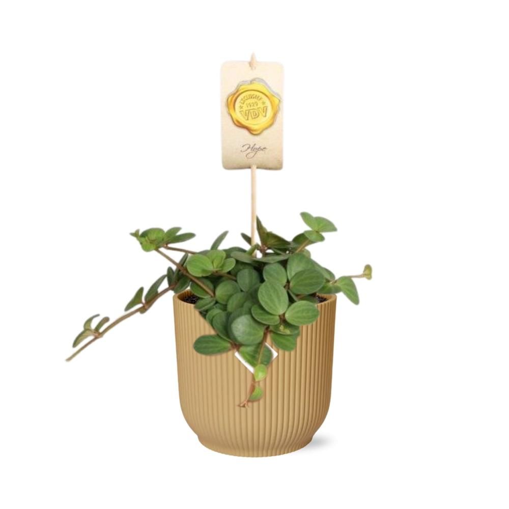 Peperomia Hope – Attraktive Zimmerpflanze im gelben ELHO Vibes Fold Topf