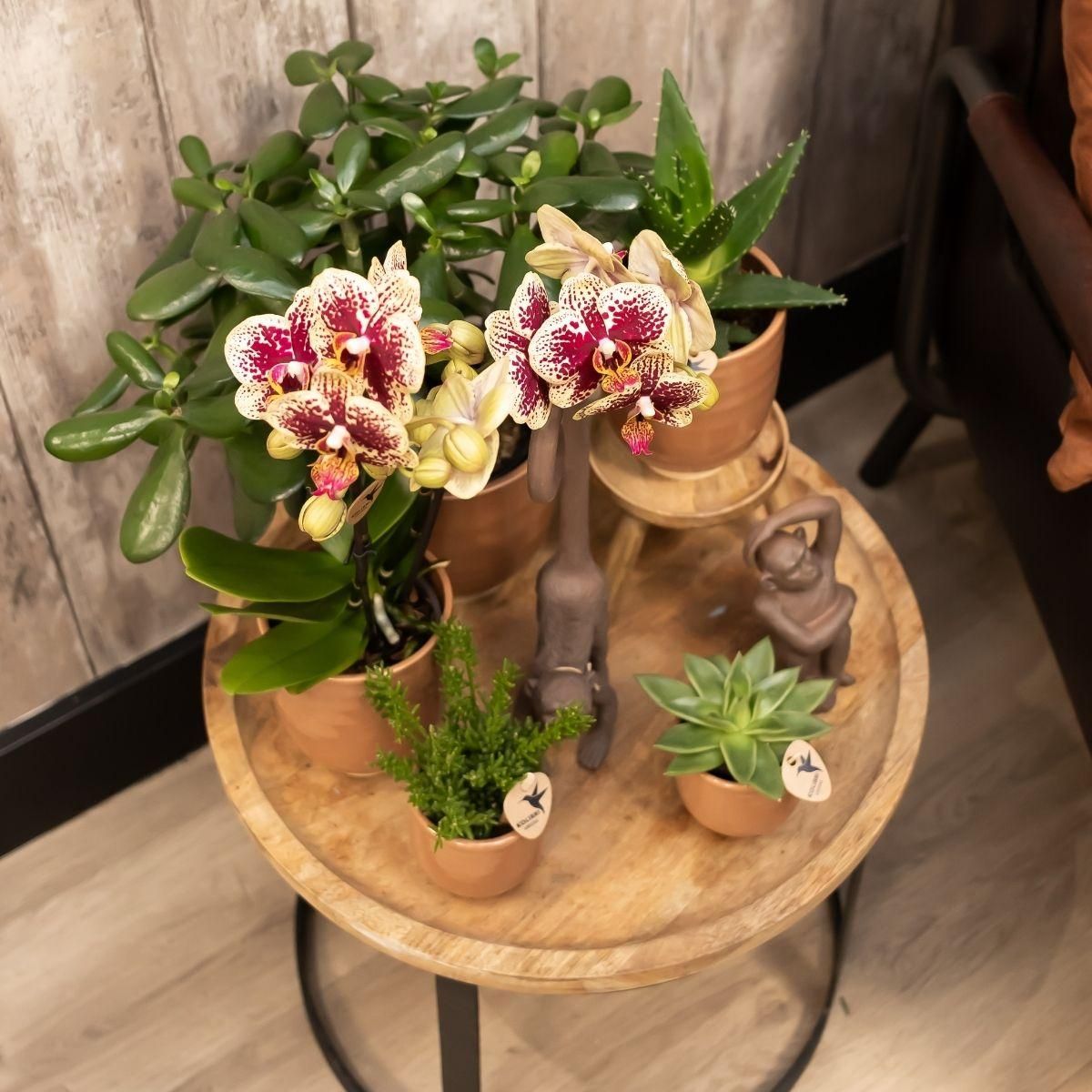 Phalaenopsis Orchidee Kolibri in Cognac Ziertopf