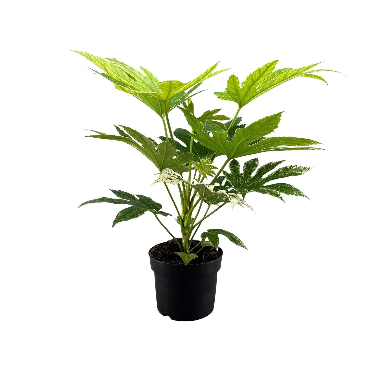 Fatsia Japonica Spider Web Zimmerpflanze