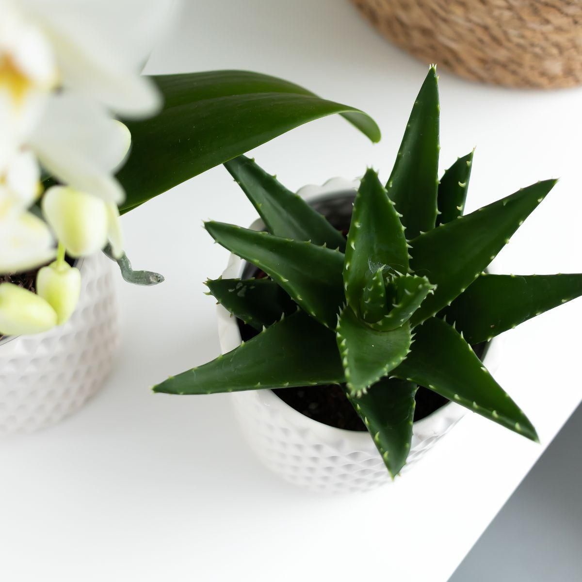 Aloe Brevifolia Sukkulente Zimmerpflanze