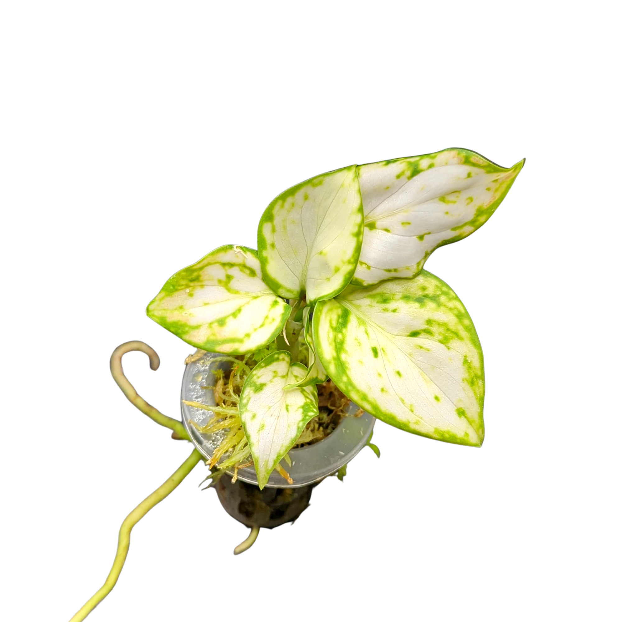 Baby Aglaonema commutatum White Valentine + selbstbewässernder Übertopf