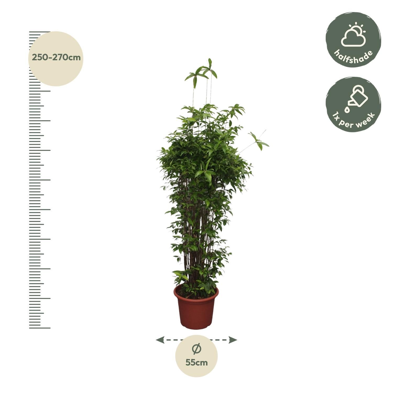 Dracaena Surculosa Zimmerpflanze