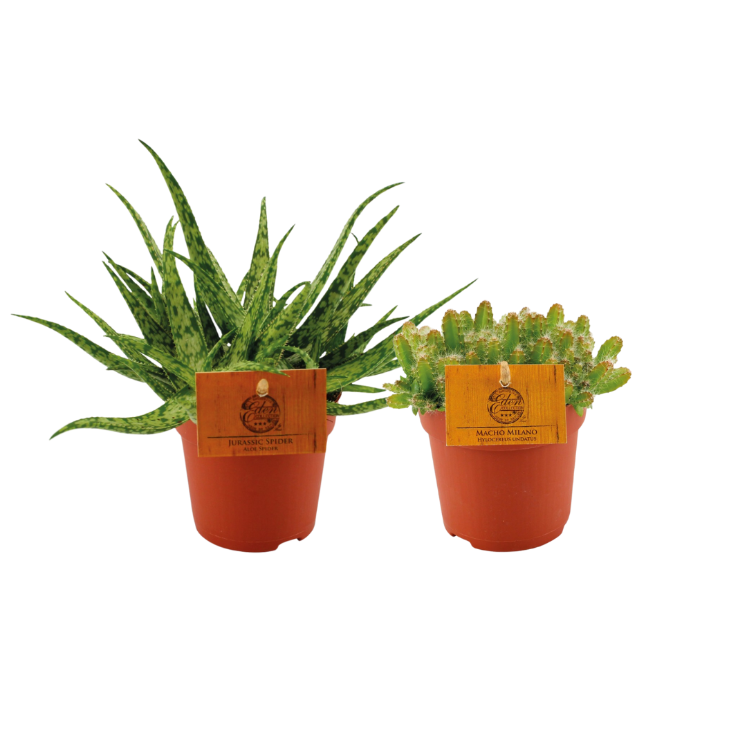 Aloe Spider und Hylocereus Undatus Duo Pflanzen