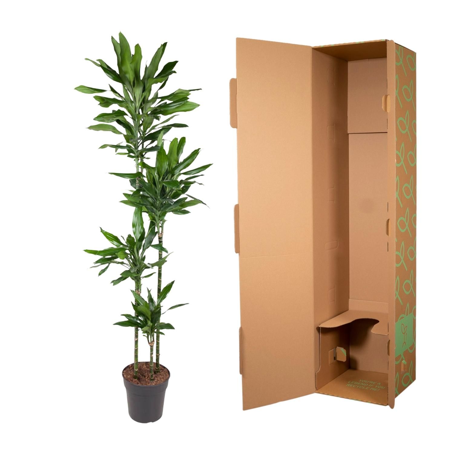 Dracaena Janet Lind Zimmerpflanze mit glänzenden Blättern