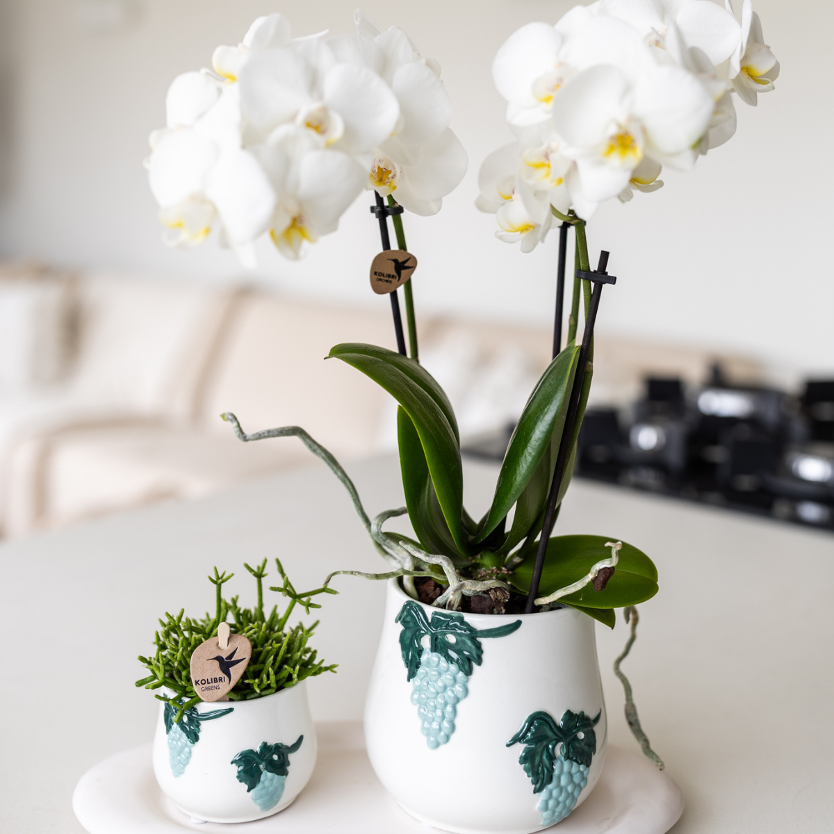 Weiße Phalaenopsis Orchidee Amabilis