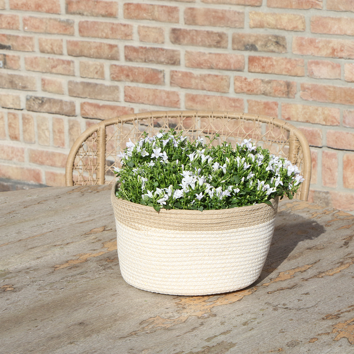 Campanula Addenda Weiß im Baumwollkorb mit Bewässerungssystem