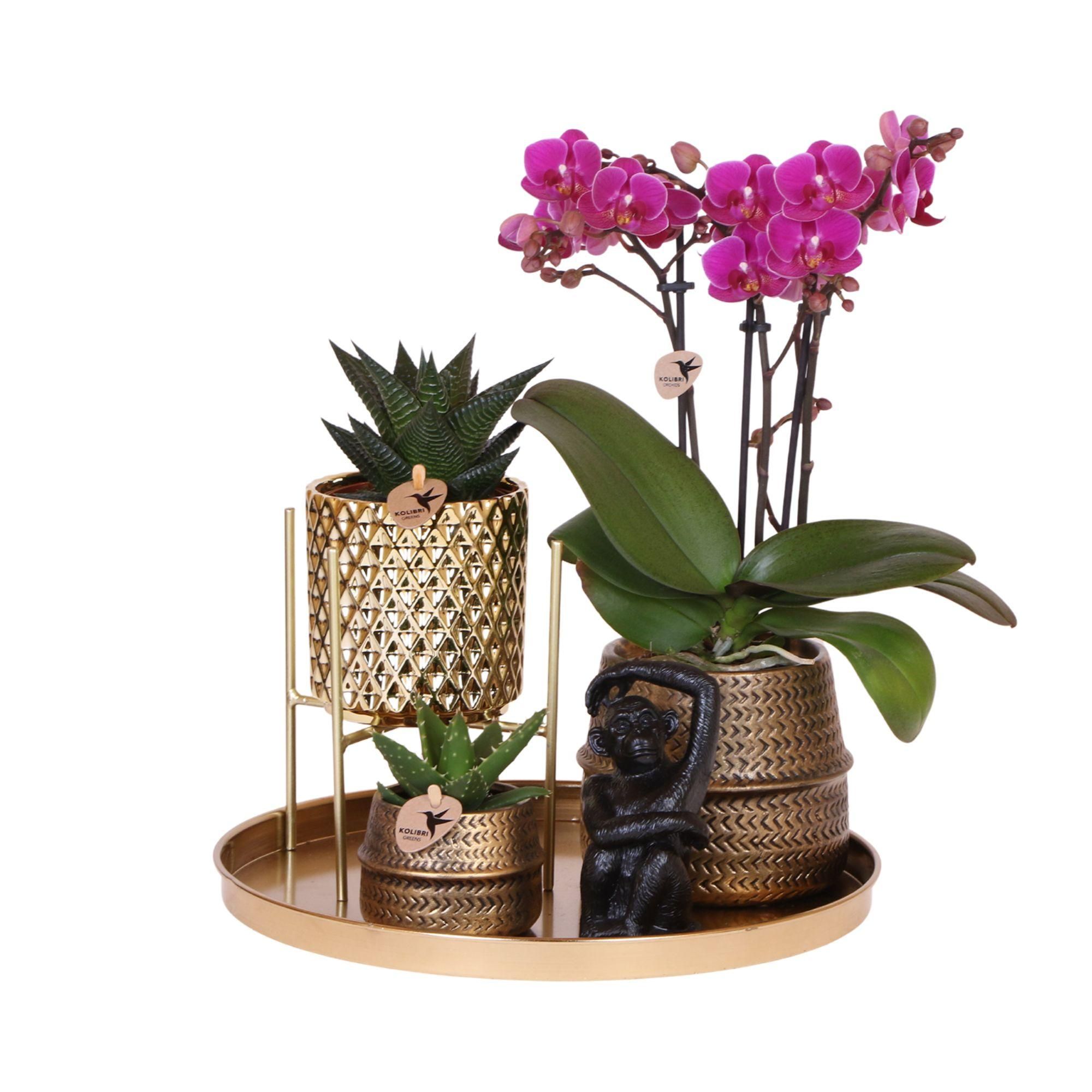 Phalaenopsis Orchidee Set Hotel Chic mit Sukkulenten