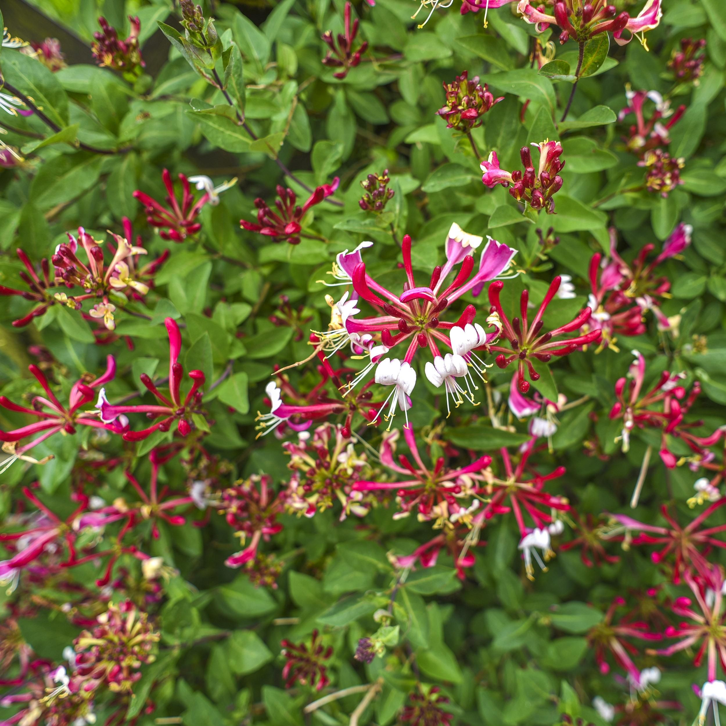 Lonicera Serotina Geißblatt – Blüten Rosa-Weiß – Wenig Pflege – 2 Pflanzen