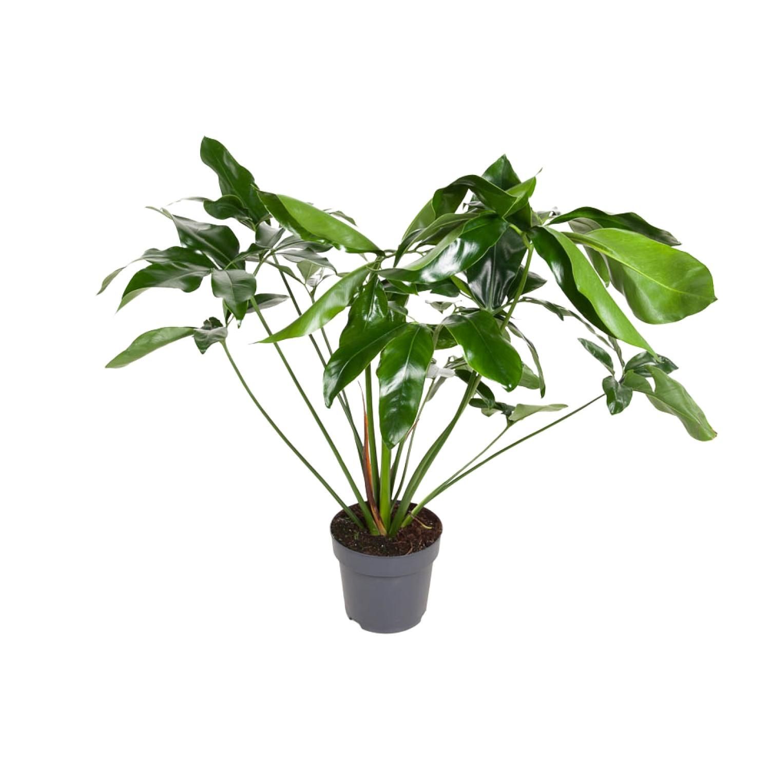 Philodendron Green Wonder Zimmerpflanze