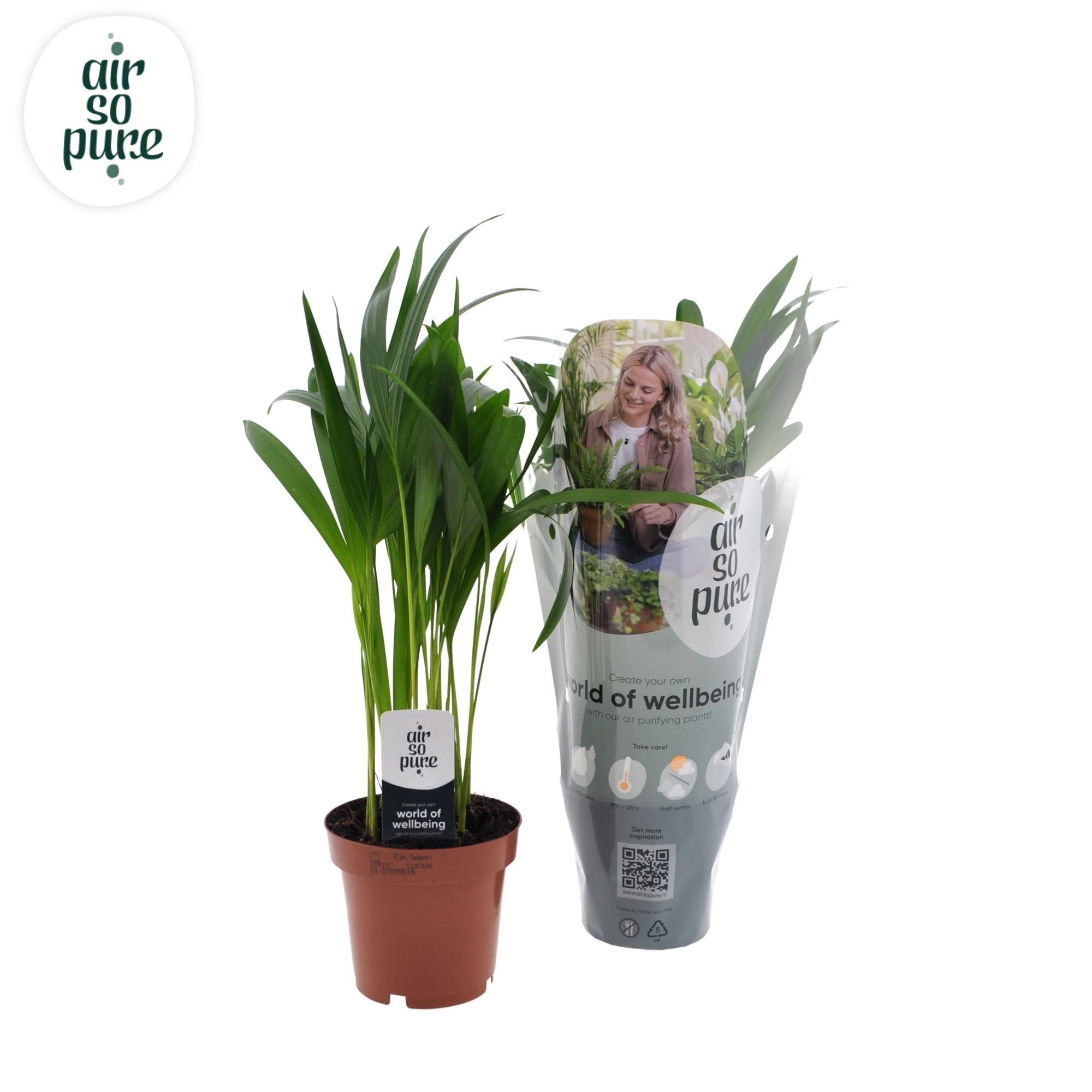 Philodendron Green Princess Zimmerpflanze