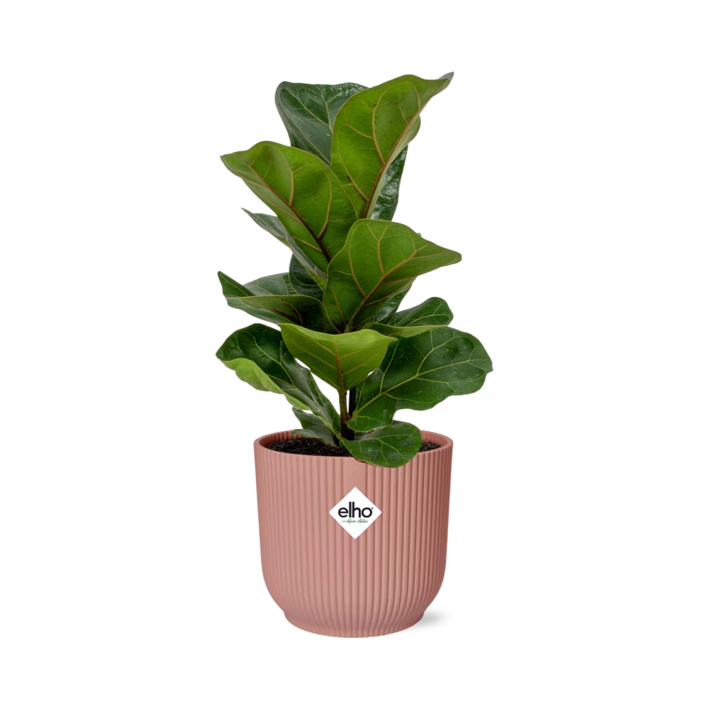 Ficus Lyrata Bambino Zimmerpflanze im Dekotopf