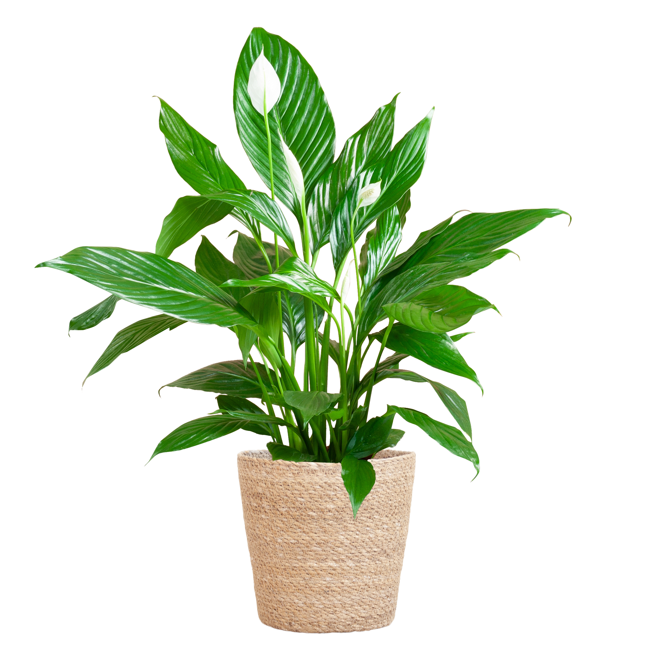 Spathiphyllum mit Korb Sofia – 80cm – Ø21cm
