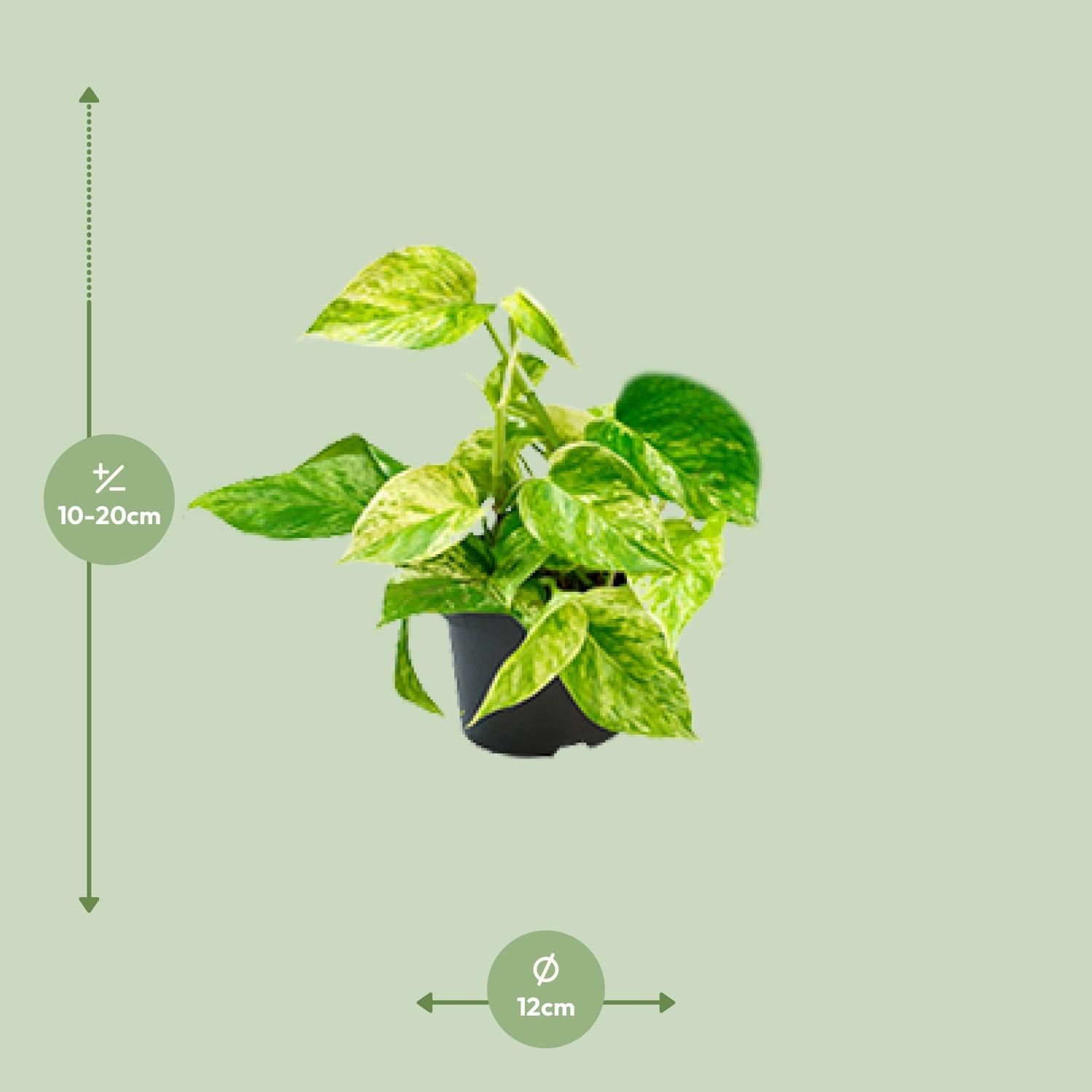 Epipremnum Marble Queen Scindapsus Zimmerpflanze